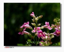 接上篇-东湖的凌霄花。