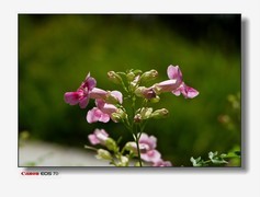 接上篇-东湖的凌霄花。