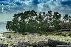 ?广东湛江 · 特呈岛（3）