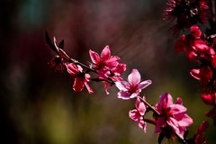 随拍——灿烂的春花（三）