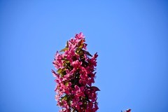 随拍——灿烂的春花（三）