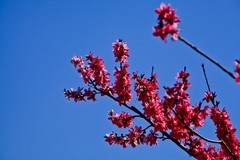 随拍——灿烂的春花（三）