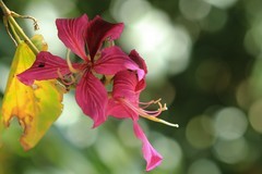 拍摄花卉一（984）