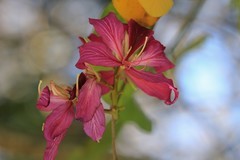 拍摄花卉一（984）