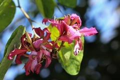 拍摄花卉一（984）