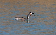 凤头僻鹈（二十一）