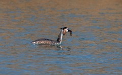 凤头僻鹈（二十一）