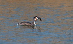 凤头僻鹈（二十一）