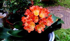 盆栽花儿
