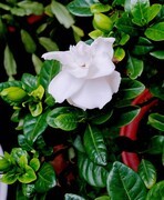 盆栽花儿