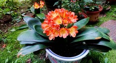 盆栽花儿