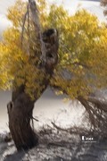 南疆行——尉犁葫芦岛的风景（23）