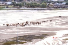 金秋乌兰布统——天太永（28）