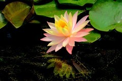 植物园睡莲二