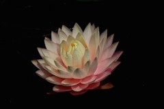 植物园睡莲二