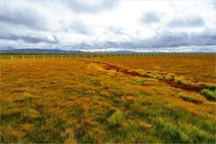 2025年第0715贴-甘南若尔盖湿地旅拍（1013）