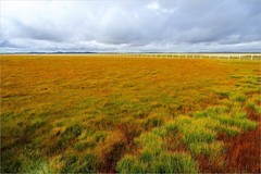 2025年第0715贴-甘南若尔盖湿地旅拍（1013）