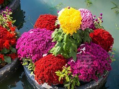 遇见西园2025*金秋菊展8