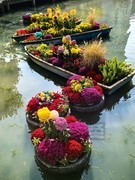 遇见西园2025*金秋菊展8