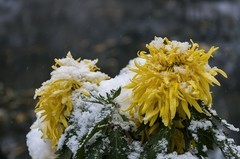 雪中菊-趵突泉
