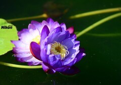 植物园的莲花。