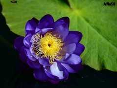 植物园的莲花。