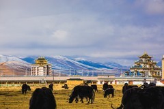 外出随拍（758）.