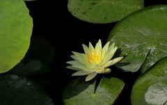 《睡莲花18》