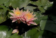 《睡莲花18》