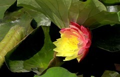 《睡莲花18》