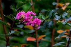 紫微花-1