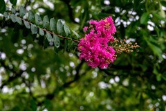 紫微花-1