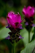 姜荷花-6