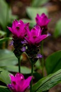 姜荷花-6