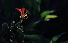 花卉杂拍