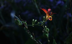 花卉杂拍