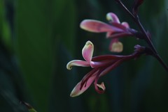 花卉杂拍