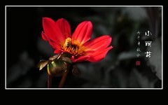 蜂蝶偏爱小丽花