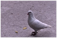 鸽子1