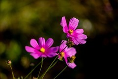 宏城公园——格桑花