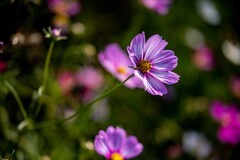 宏城公园——格桑花