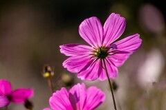 宏城公园——格桑花