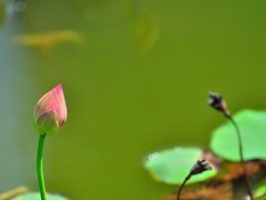 【视觉光影】荷 莲 悦 色（37）