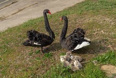 黑天鹅育雏（6）