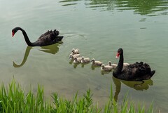 黑天鹅育雏（6）