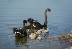 黑天鹅育雏（6）