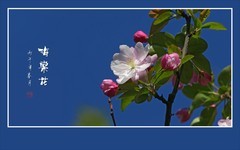 秀美漂亮的海棠花