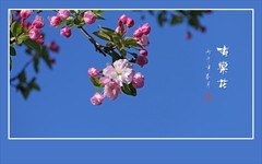 秀美漂亮的海棠花