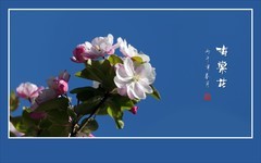 秀美漂亮的海棠花