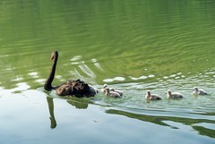 黑天鹅育雏（5）